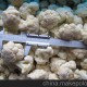 供應(yīng)速凍綠花菜/白花菜，規(guī)格全，種類多，速凍蔬菜。