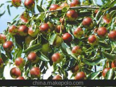蔬菜水果專用生物有機肥立信菌王根多多