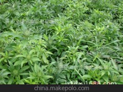 河南專用 優(yōu)質(zhì)西紅柿無公害，無污染，無殘留綠色蔬菜的優(yōu)選