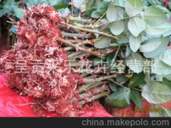 鮮花種植戶常用玫瑰苗 卡羅拉 黑魔術(shù) 艷粉 坦尼克