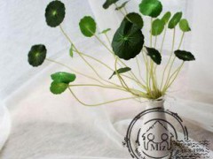 禪意空間裝飾物 仿真綠植幸運(yùn)草 銅錢草