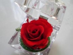 云南保鮮花玫瑰戒指盒 情人節(jié)禮物 外貿(mào)出口禮品 生日禮品批發(fā)