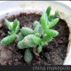 多肉植物 雷童 景天 開(kāi)小黃花 綠植 盆栽