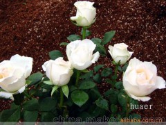 供應(yīng)玫瑰花 云南玫瑰批發(fā) 婚慶鮮花 白玫瑰