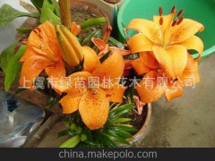 現(xiàn)貨供應(yīng) 各種顏色 百合花鮮花