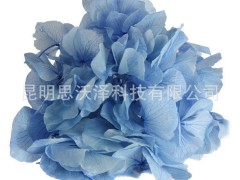 Preserved Flower 永生花 葉脈繡球 出口品質 廠家直銷 保鮮花
