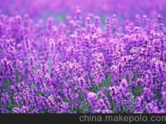 大量供應(yīng)鮮花 濟(jì)南柳泉鮮花速遞薰衣草