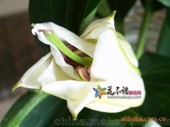 供應(yīng)百合花 各色鮮花百合花 節(jié)日百合花（圖）