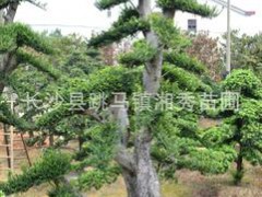 苗圃基地供應(yīng)落葉喬木榆樹