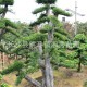 苗圃基地供應(yīng)落葉喬木榆樹(shù)