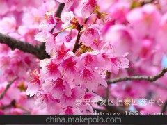 現(xiàn)貨供應(yīng) 櫻花苗 供應(yīng)落葉喬木櫻花 供應(yīng)優(yōu)質(zhì)櫻花苗