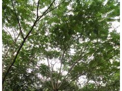落葉喬木合歡