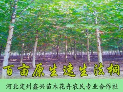 百畝原生速生法桐 綠化苗木 落葉喬木 優(yōu)良庭蔭樹和行道樹