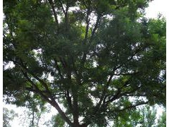 山東國(guó)槐 山東白蠟 速生白蠟 垂柳 速生柳 國(guó)槐小苗 落葉喬木