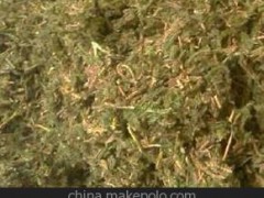 供應(yīng)中草藥 伸筋草 中藥材 植物原藥材