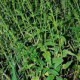 供應(yīng)半枝蓮、各種全草類中藥材、植物粉、植物提取浸膏