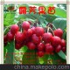 超低價(jià)出售 本場自育精品果樹苗木批發(fā) 黑珍珠 短柄櫻桃苗木