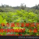 供本場自育精品優(yōu)質(zhì)果樹苗木 超甜超大無花果苗木