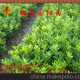 超低價(jià)出售 金華苗木 脆皮金桔苗 金桔大果樹苗木 果樹苗批發(fā)