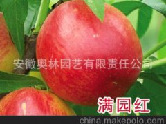供應(yīng)優(yōu)質(zhì)油桃苗 滿園紅 最新品種桃苗 果樹苗木