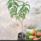 供應(yīng)惠州果樹(shù)苗木 桃子苗 水蜜桃苗