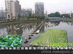 水生植物浮島優(yōu)選 紅發(fā)水景綠化工程有限公司