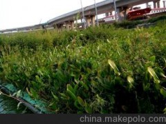水生植物浮床、凈化水質(zhì)浮床、污水處理工程浮床優(yōu)選
