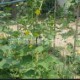 桂林植物攀爬網(wǎng) 梧州植物攀爬網(wǎng)今日最新報(bào)價(jià)