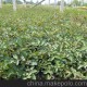 專業(yè)供應薔薇、大花薔薇、薔薇茬子，多種攀爬植物