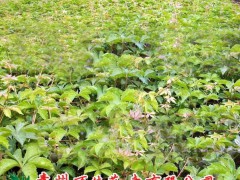 專業(yè)供應(yīng)園林用攀爬植物薔薇、爬山虎、五葉地錦、凌霄、藤本月季