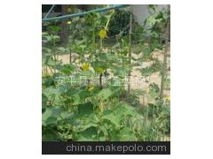 成都植物攀爬網(wǎng) 植物攀爬網(wǎng) 自貢植物攀爬網(wǎng) 永川植物攀爬網(wǎng)