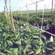 溫江植物攀爬網(wǎng) 綿陽植物攀爬網(wǎng) 南充植物攀爬網(wǎng) 萬縣植物攀爬網(wǎng)