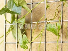 桂林植物攀爬網(wǎng) 梧州植物攀爬網(wǎng)廠家 玉林植物攀爬網(wǎng)