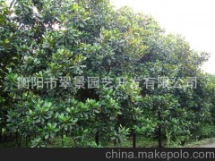 翠景大批量生產(chǎn) 銷售廣玉蘭 假植苗、原生苗均有 常綠喬木