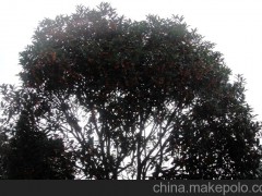 瀏陽(yáng)常年低價(jià)批發(fā)供應(yīng)優(yōu)質(zhì)桂花 園林常綠喬木
