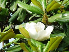 銷售廣玉蘭 假植苗、原生苗均有 常綠喬木 翠景大批量生產(chǎn)