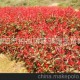 大量批發(fā)供應(yīng)優(yōu)質(zhì)常綠灌木紅葉石楠 綠化工程苗木