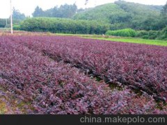 低價(jià)促銷常綠灌木紅繼木 綠化工程苗木