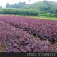 低價(jià)促銷常綠灌木紅繼木 綠化工程苗木