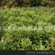 湖南瀏陽(yáng)常年低價(jià)供應(yīng)常綠灌木法國(guó)冬青小苗