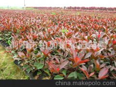 直銷優(yōu)美工程常綠灌木 紅葉石楠