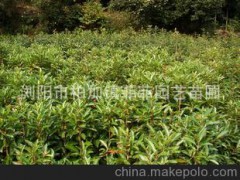 苗木基地專業(yè)供應(yīng)大量優(yōu)質(zhì)常綠灌木法國冬青