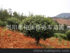專業(yè)批發(fā)采購優(yōu)質(zhì)茶花 常綠園林灌木