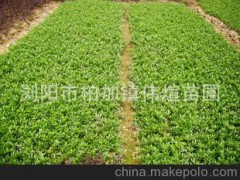 供應(yīng)大量品質(zhì)小葉桅子 園林景觀常綠性灌木