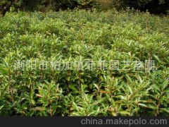 專業(yè)批發(fā)供應(yīng)大量常綠灌木法國冬青 成活率高