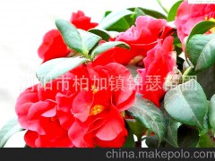 自產自銷 常綠灌木 茶花 大茶花樹
