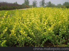供應(yīng)廊坊固安彩葉苗木金葉女貞北京天津基地價(jià)格