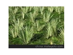 水生植物彩葉菖蒲 園林植物 綠化苗木