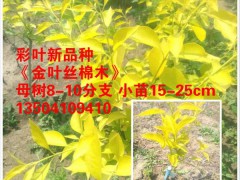 彩葉苗木新品種金葉絲棉木小苗
