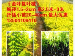 彩葉苗木新品種金葉復(fù)葉槭小苗